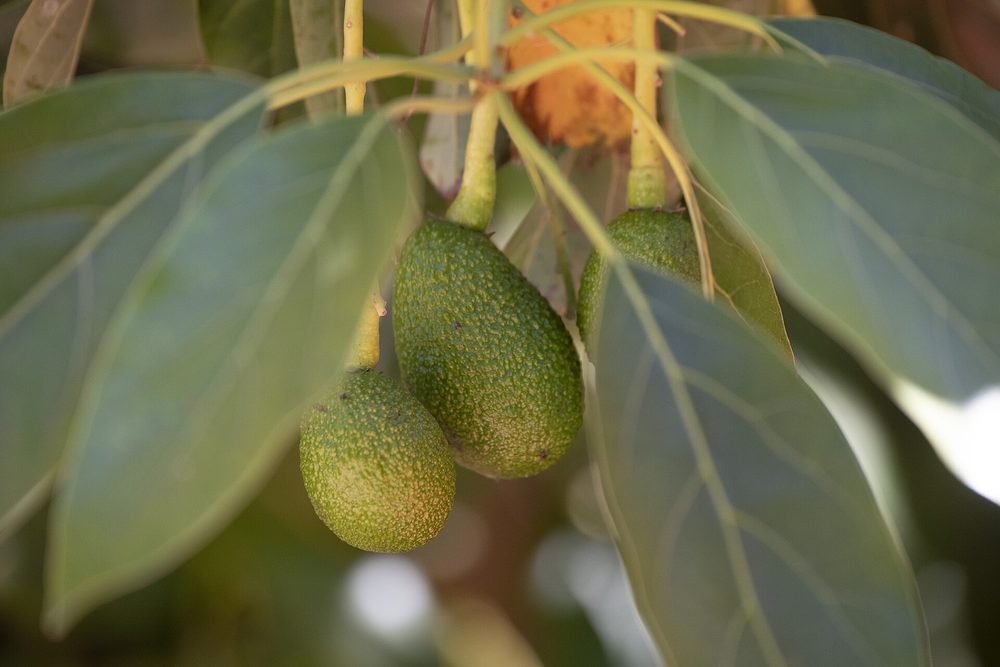 Tour de aguacate