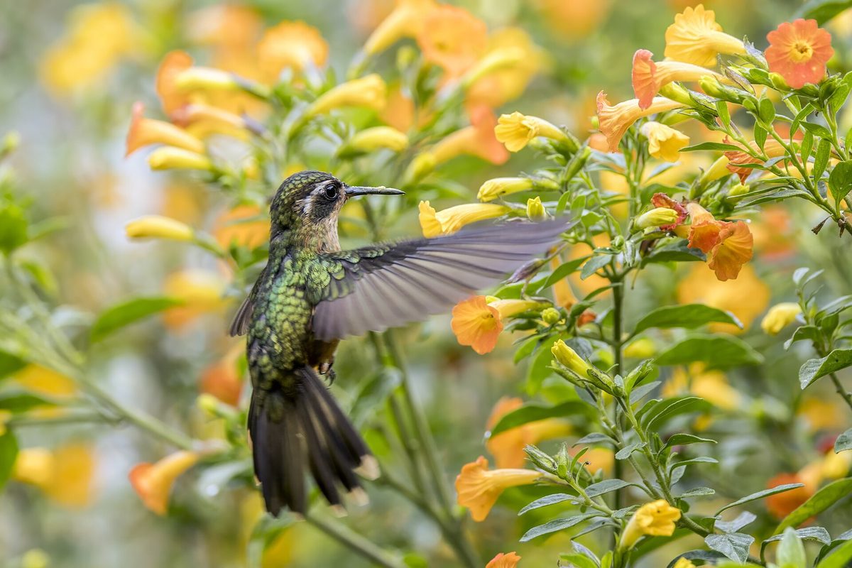 Avistamiento de aves